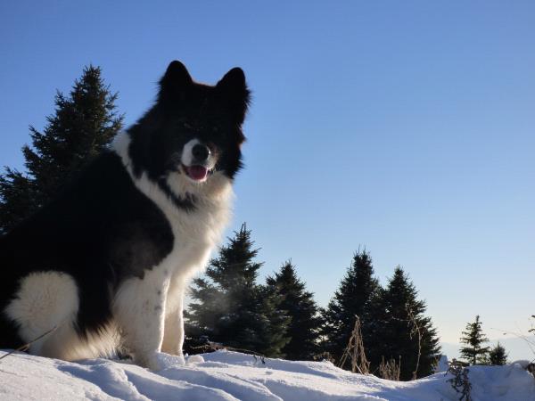 /Images/uploads/Humane Society of Utah/HSUCalendar/entries/1227thumb.jpg